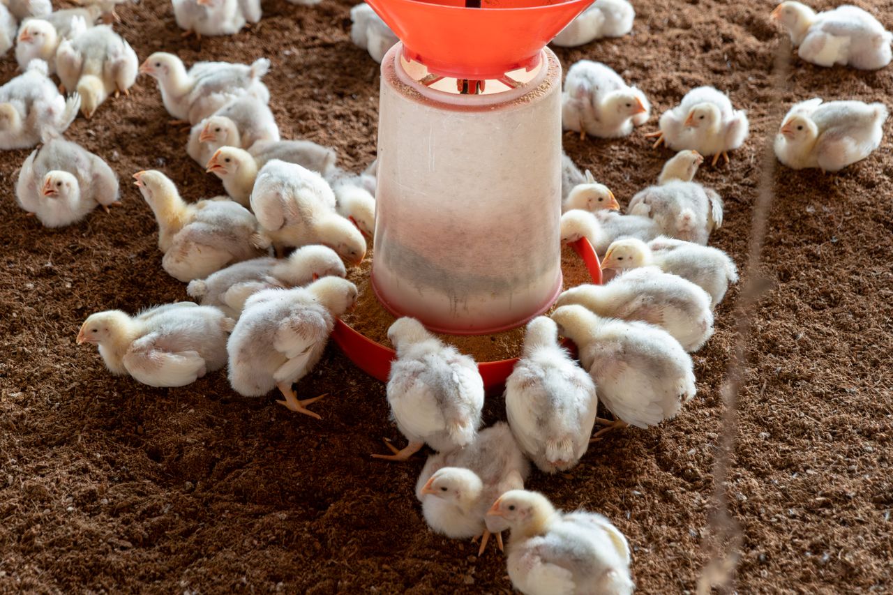 About Broiler chickens gathered around a feeder on a poultry farm.