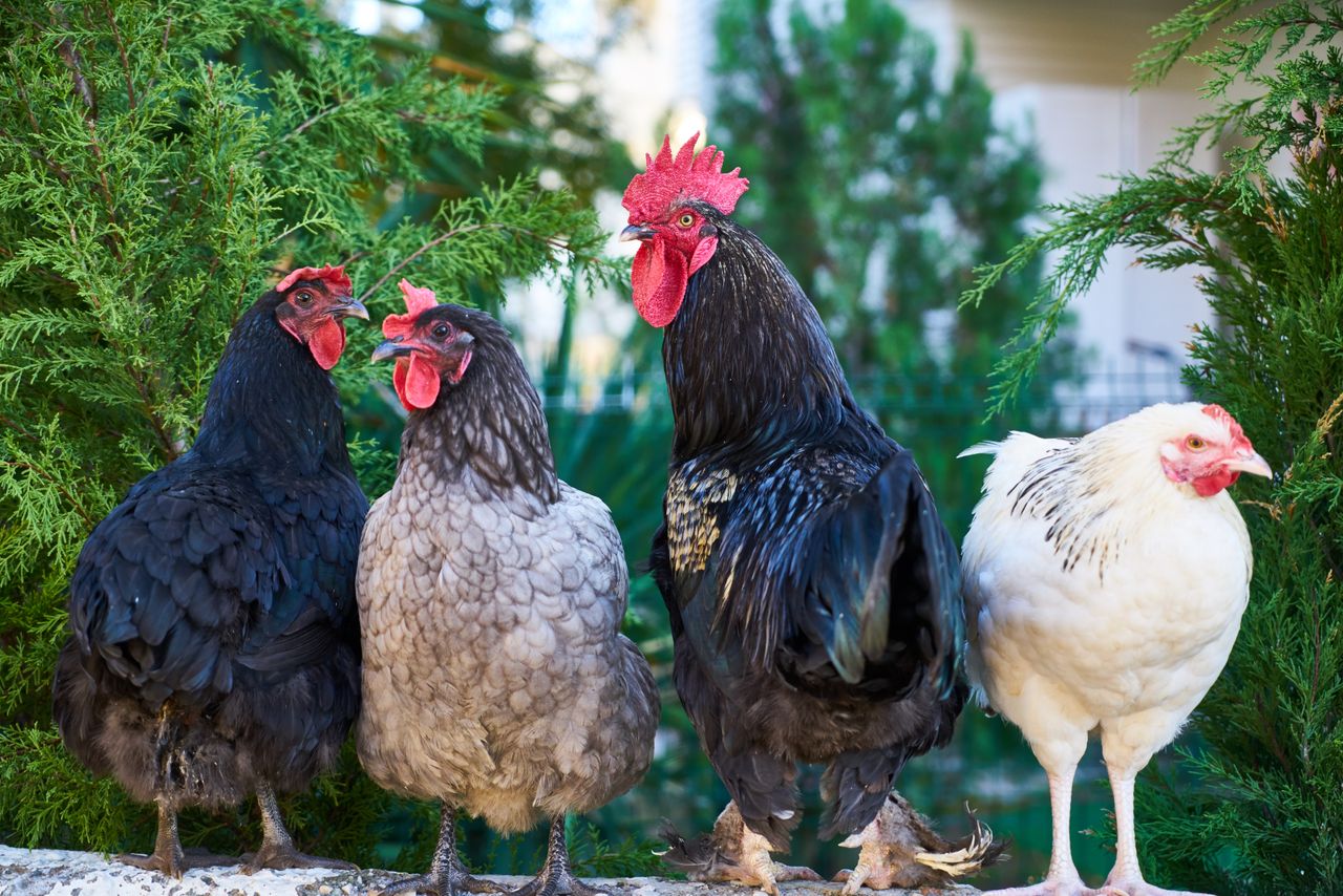 Services Group of colorful chickens in a natural farm environment.