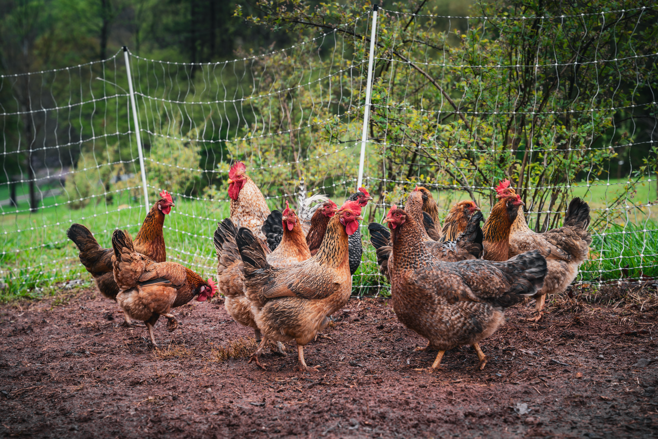Services A group of free-range hens on a rural farm surrounded by a wire fence.