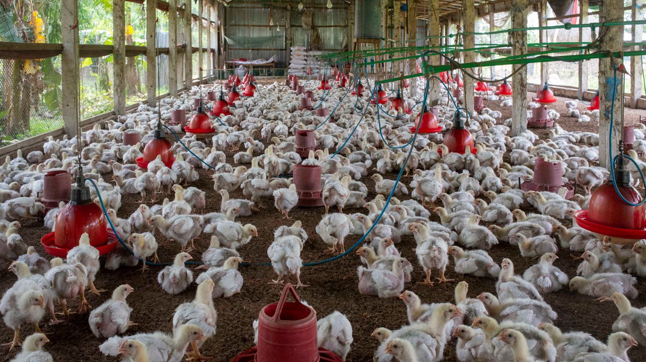 Services A crowded poultry farm housing numerous broiler chickens inside.