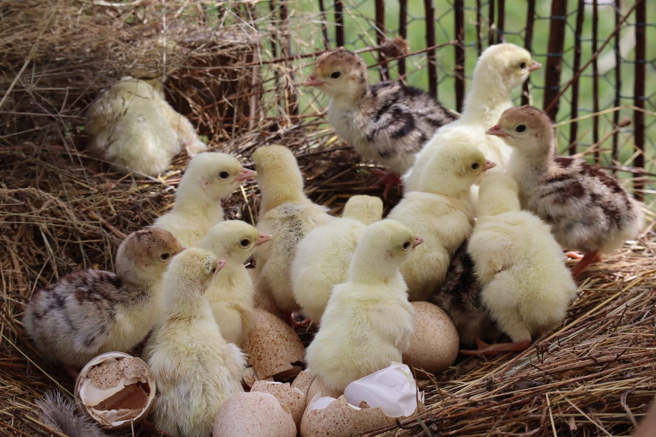 Services A group of fluffy newborn chicks huddled in a nest, showcasing the warmth of farm life.