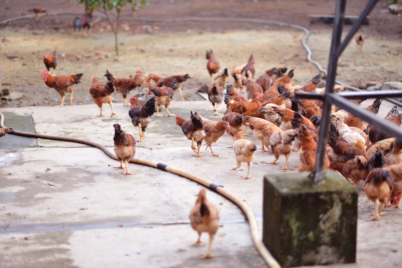 Services A large flock of chickens pecking on a concrete surface outdoors in a farm setting.