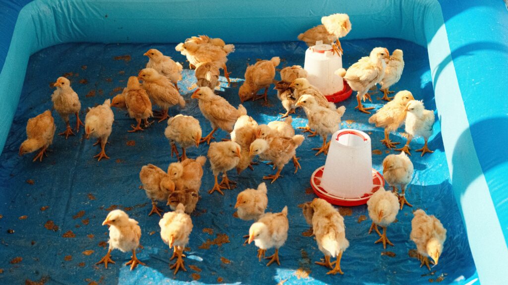 About A flock of young chicks on a blue tarp with feeding containers inside.