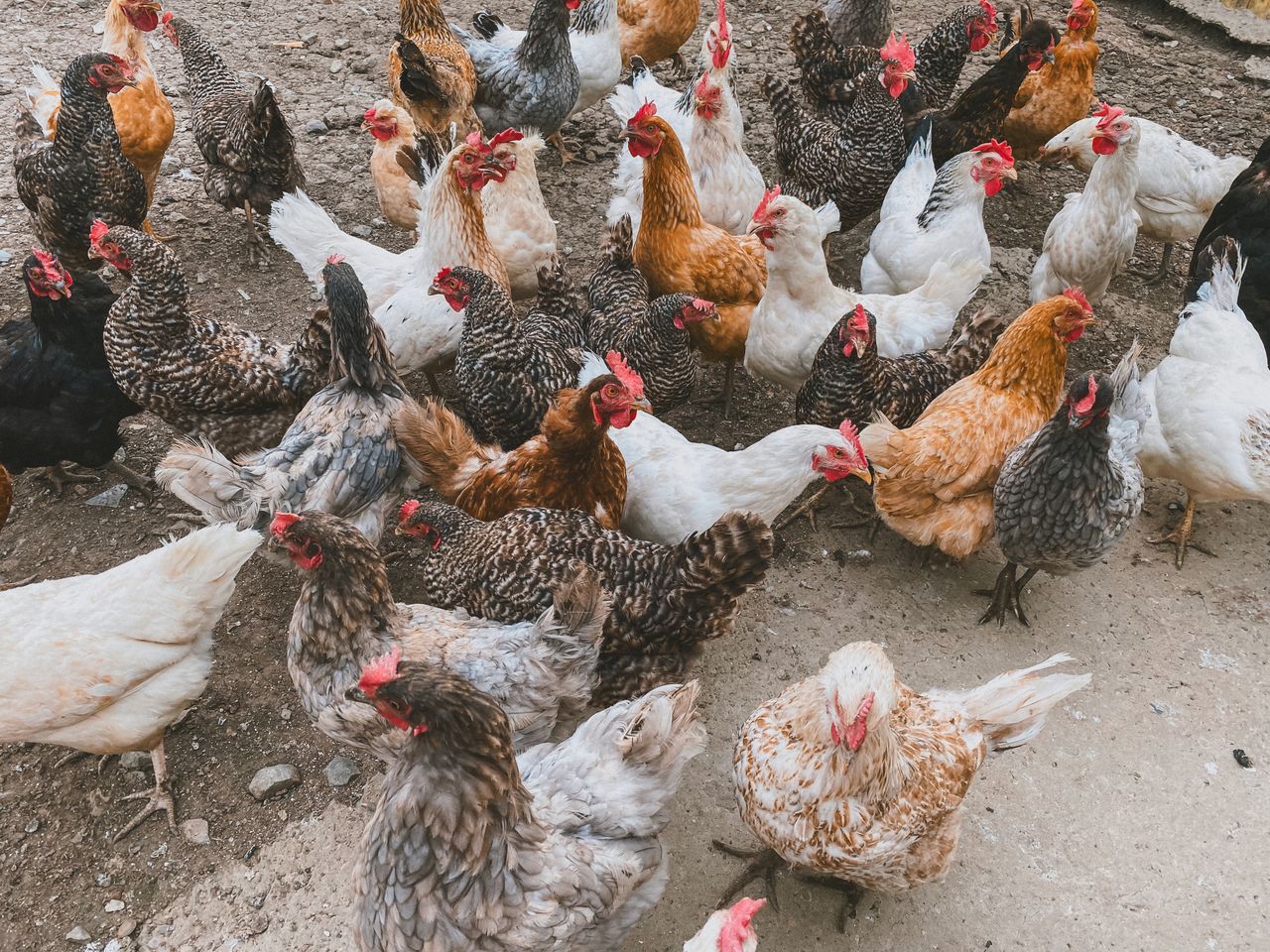Services A diverse flock of chickens in various colors roaming a farmyard.