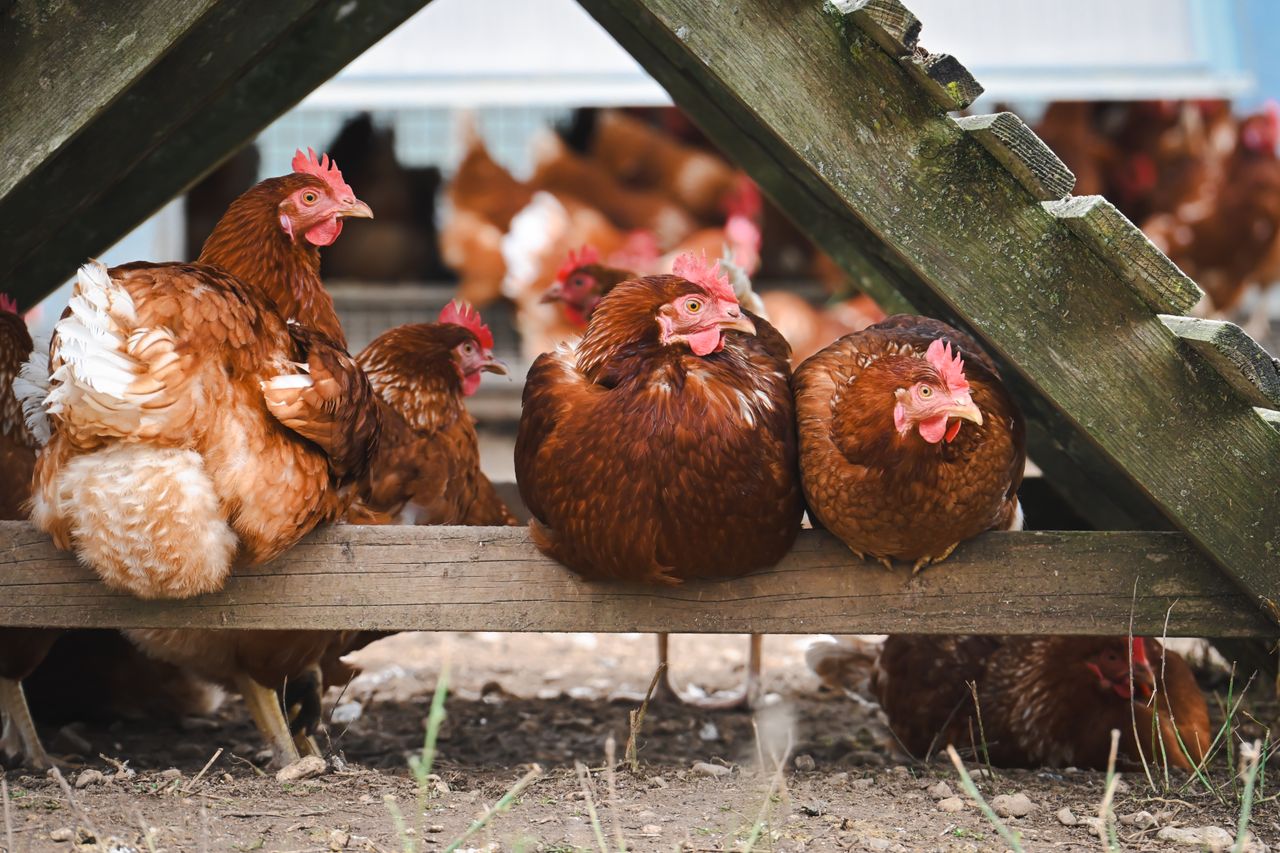 Services Group of free-range chickens comfortably resting under a wooden structure on a sunny farm day.