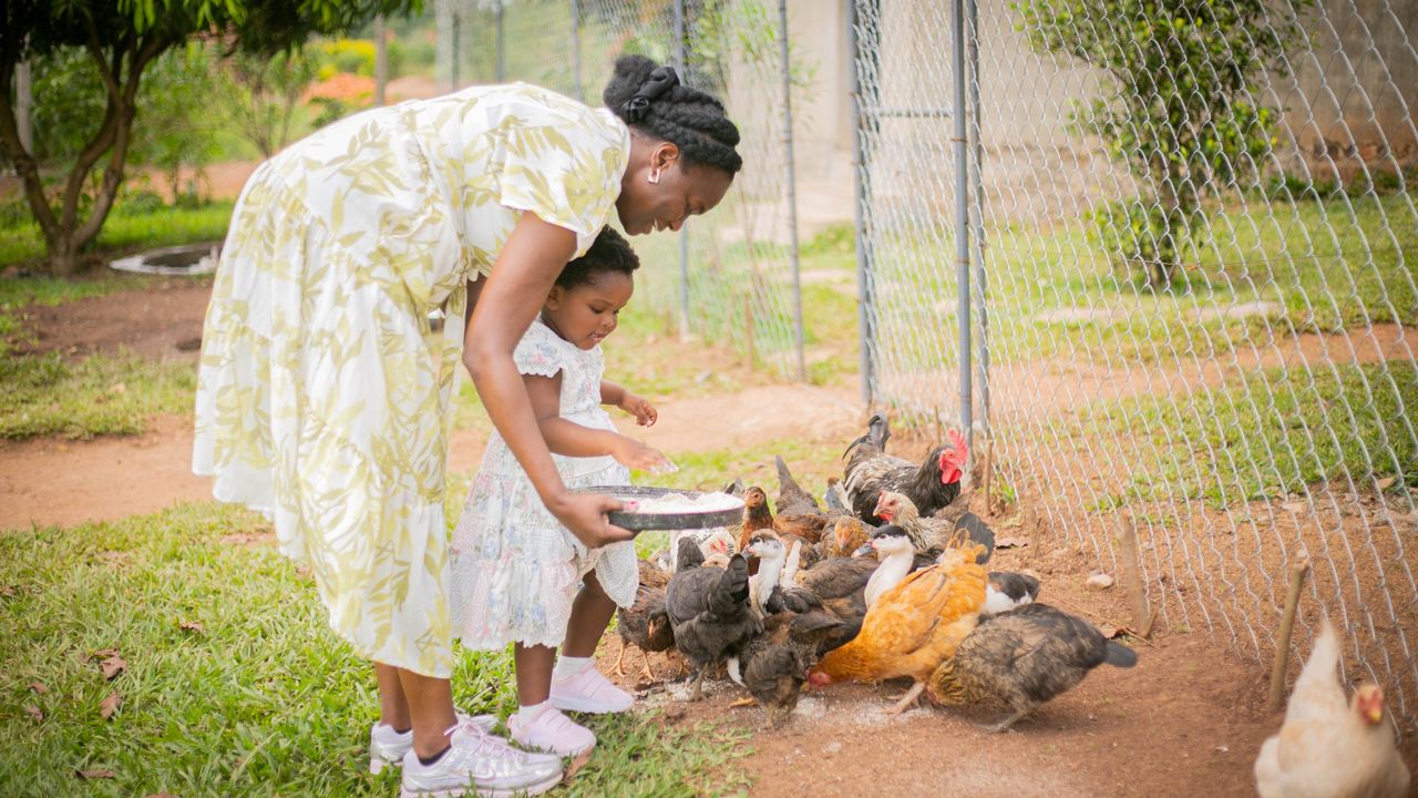 Mastering the First Impression: Your intriguing post title goes here A mother and child feed a flock of chickens outdoors, promoting family bonding and sustainable living.