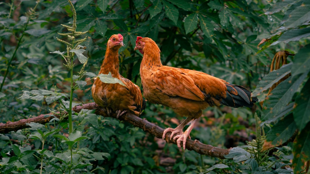 Crafting Captivating Headlines: Your awesome post title goes here Pair of chickens perched on a branch surrounded by dense green foliage, showcasing natural avian behavior.