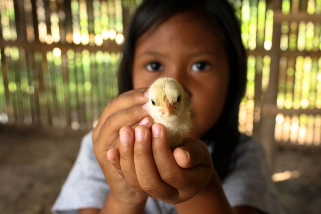 About A young child cradles a fluffy chick with care in a rural setting.