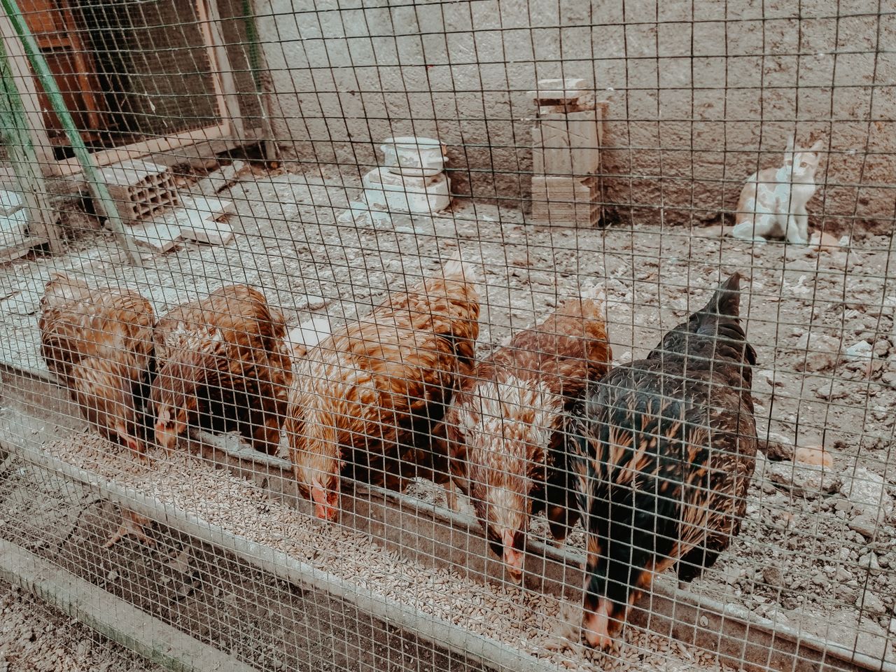 Services Five chickens pecking at feed in an outdoor coop with a curious cat nearby.