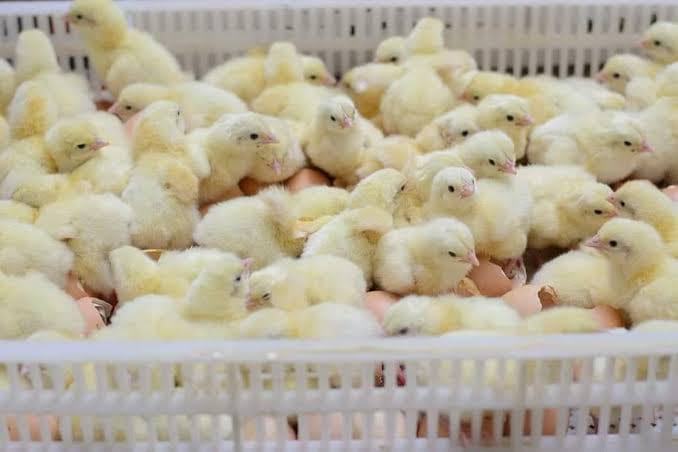 About year old broilers